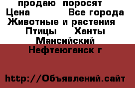 продаю  поросят  › Цена ­ 1 000 - Все города Животные и растения » Птицы   . Ханты-Мансийский,Нефтеюганск г.